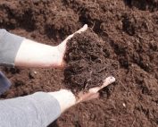 Double Brown Colored Bark