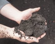 Leaf Compost