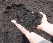 Triple Black Colored Bark